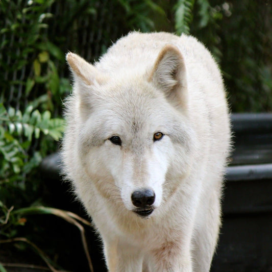 Wolf "Chatima aka Chatty" Paint by Numbers Canvas Kit
