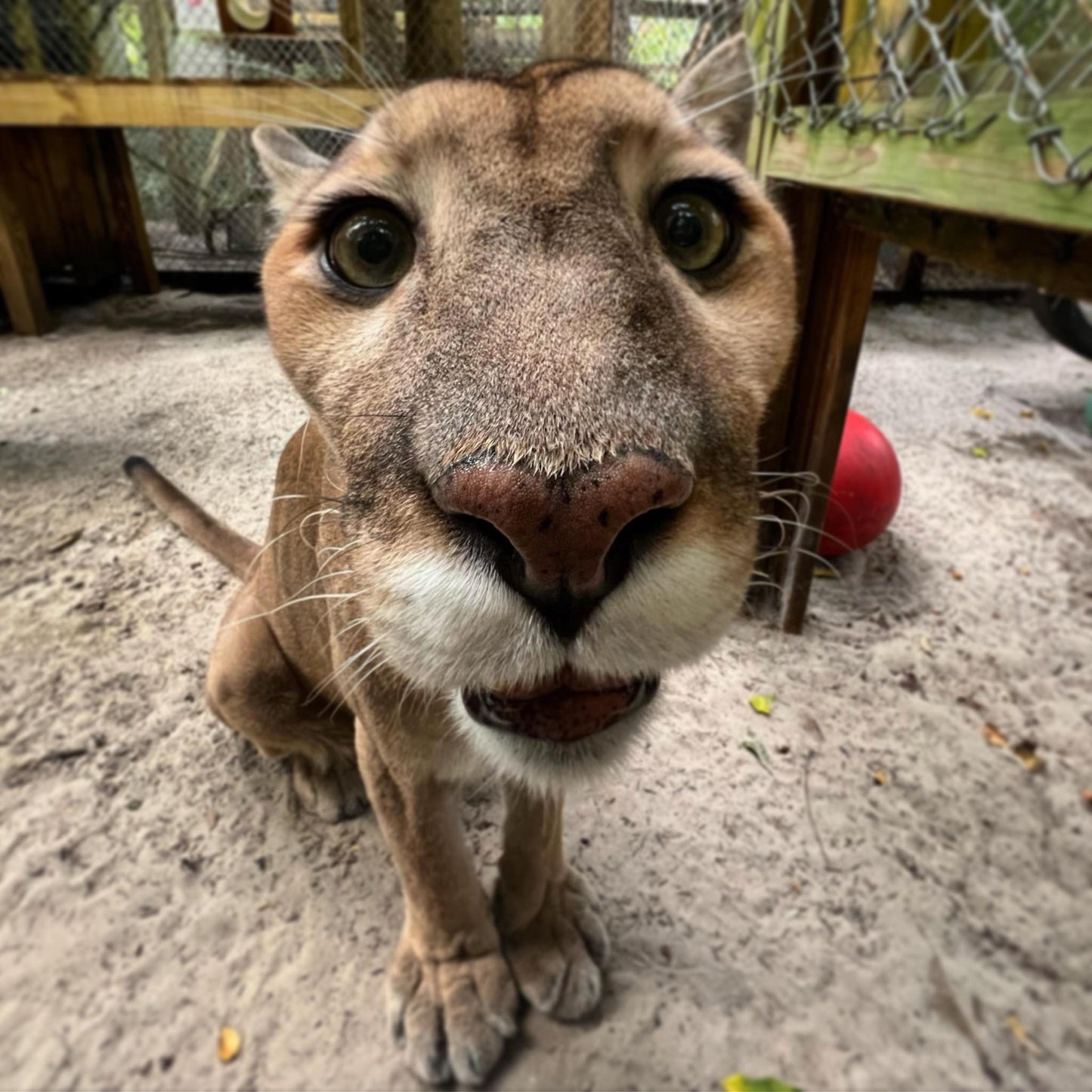 Florida Panther "Cimmaron" Paint by Numbers Canvas Kit - Set 2