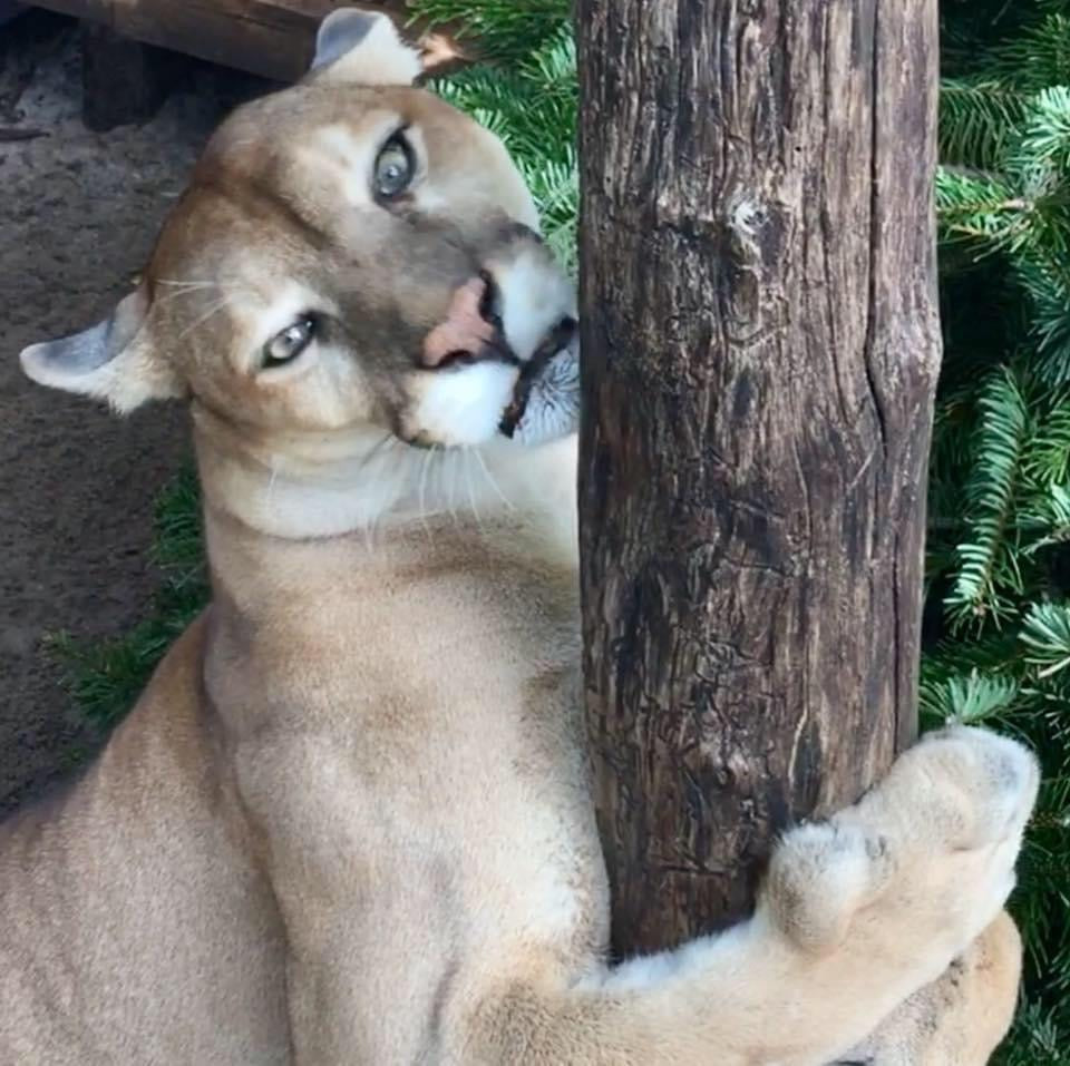 Florida Panther "Cimmaron" Paint by Numbers Canvas Kit