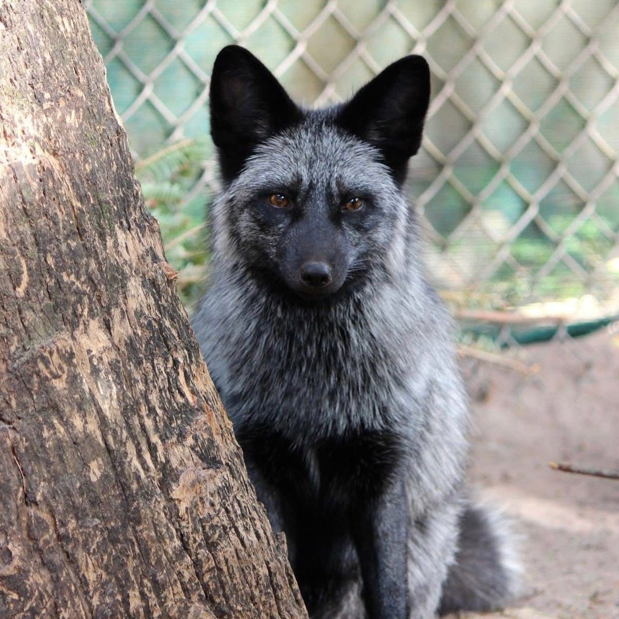 Silver Fox "George" Paint by Numbers Canvas Kit