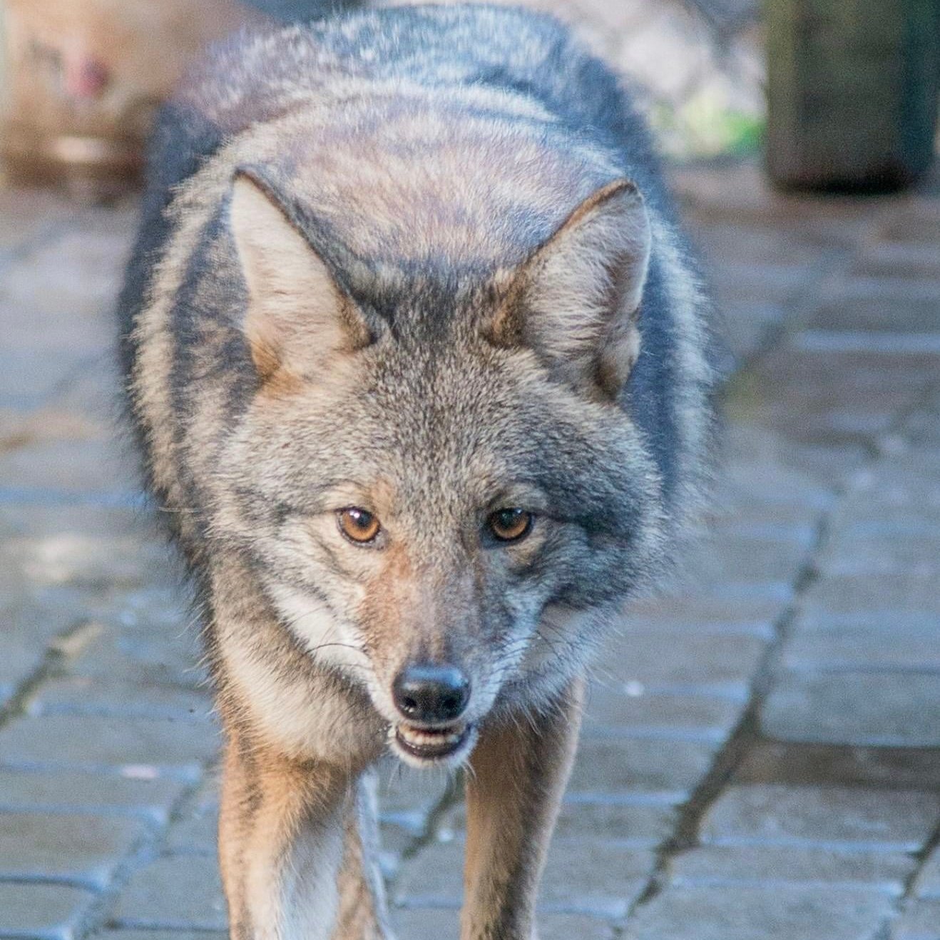 Coyote "Girly" Paint by Numbers Canvas Kit