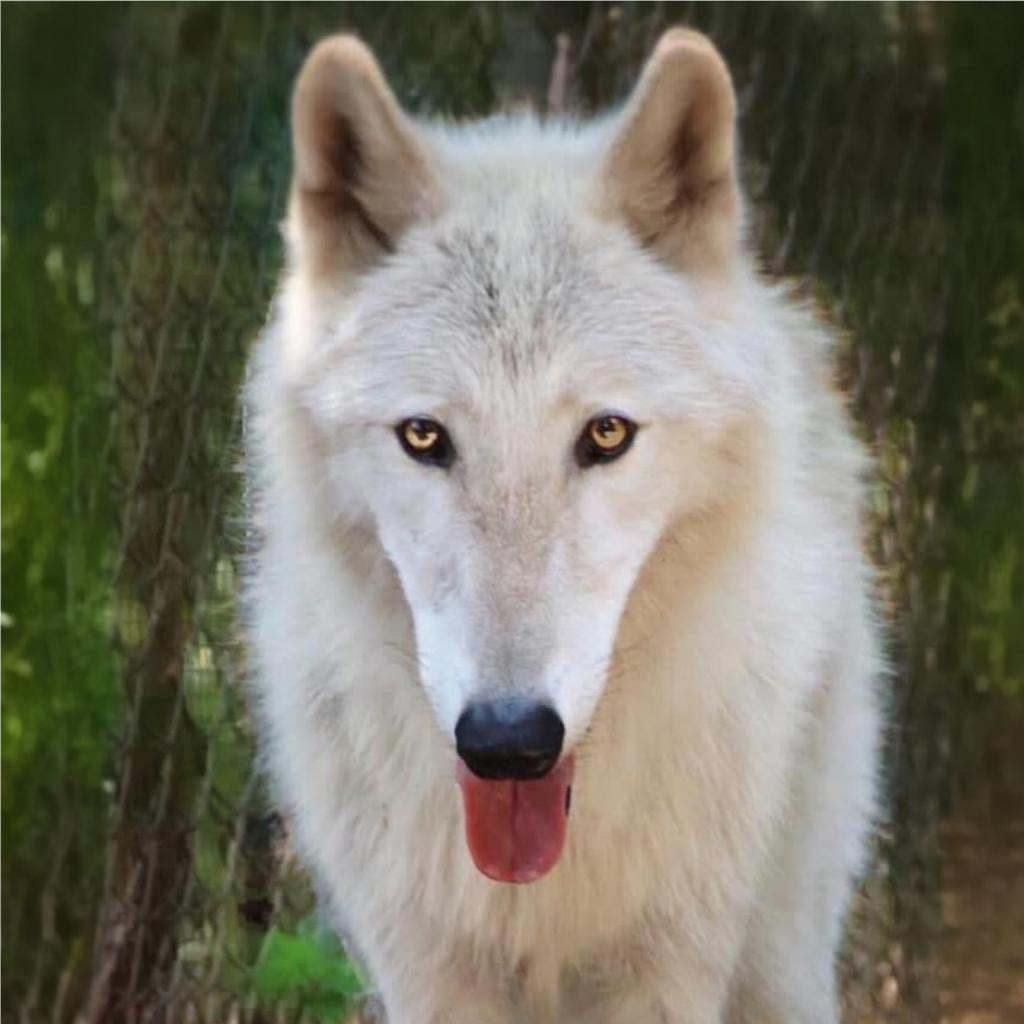 Wolf "Jasper" Paint by Numbers Canvas Kit