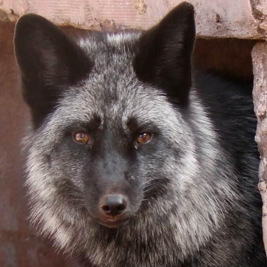 Silver Fox "George" Paint by Numbers Canvas Kit - Set 2