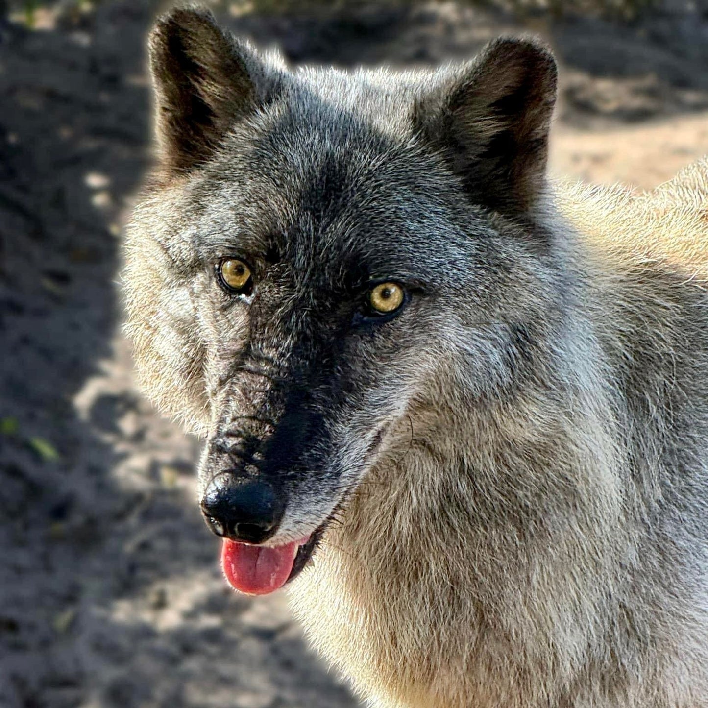 Wolf "Artemis" Paint by Numbers Canvas Kit