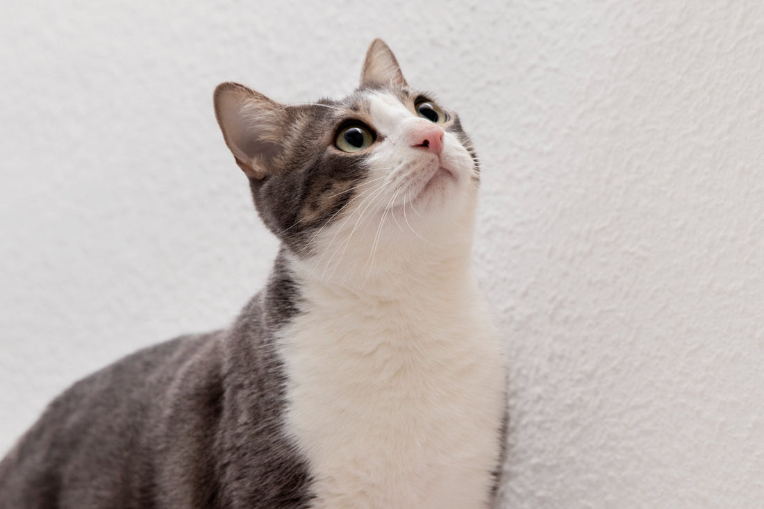 The Best Way to Choose a Photo of Your Cat and Create a Paint by Numbers Canvas Using Paint Your Numbers