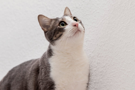 The Best Way to Choose a Photo of Your Cat and Create a Paint by Numbers Canvas Using Paint Your Numbers