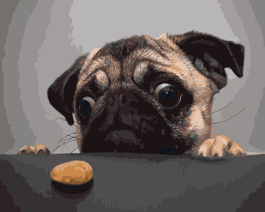 Schwarz-brauner Mops
