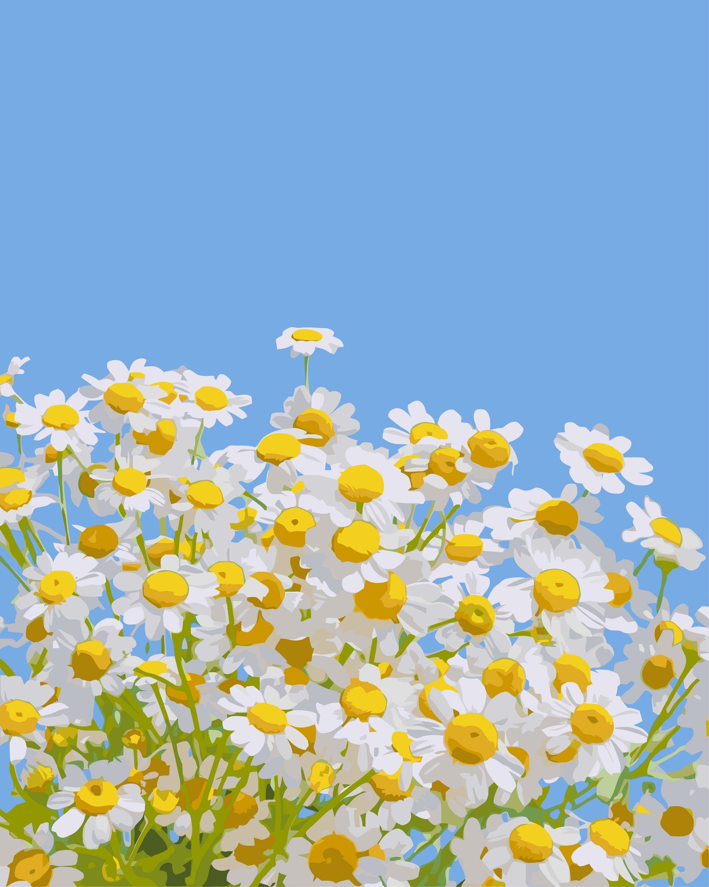 Camomile